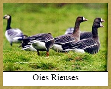 Oies Rieuses -